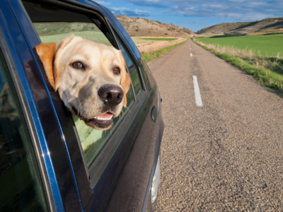 Podróżowanie samochodem z psem.